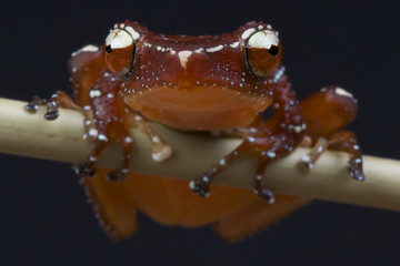 Tree frog / Nyctixalus pictus
