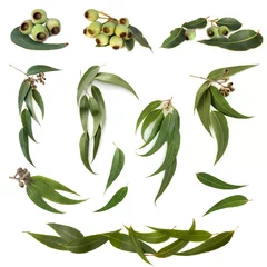 Fototapeten Eucalyptus Leaves Collection © robynmac