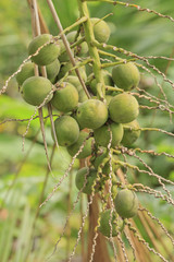 Fresh Small Coconuts