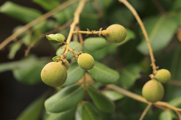 Longan Fruit