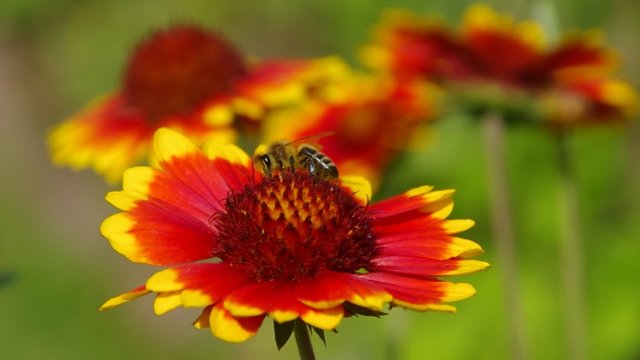 Kokardenblume vid 02 orig