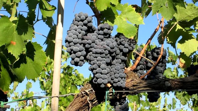 Grappoli di uva nera, Ciliegiolo - Row of black grapes