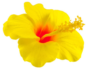 hibiscus jaune sur fond blanc