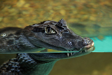crocodile