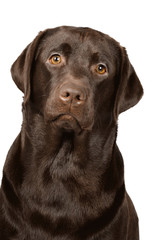 Labrador dog in studio