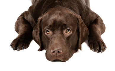 Labrador dog in studio