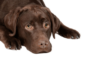 Labrador dog in studio