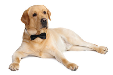 Labrador dog in studio