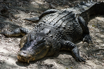 リラックスしているオーストラリアワニ