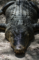 リラックスしているオーストラリアワニ