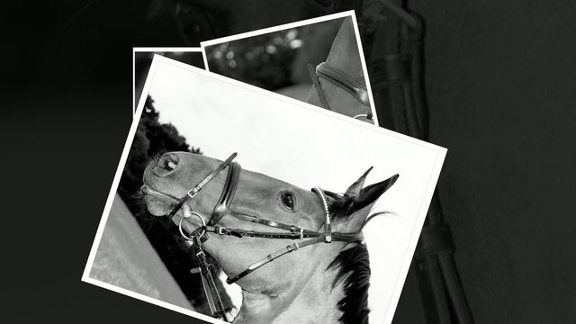 Video Animation Reiten Pferd Frau