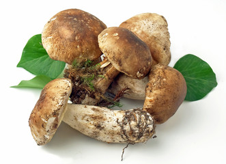 Funghi porcini - Boletus Edulis mushrooms
