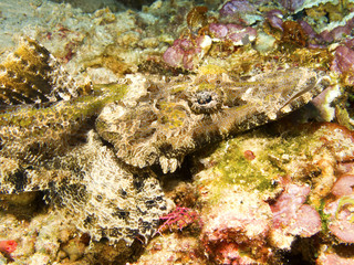 Flat head crocodile fish, Bunaken, Sulawesi,
