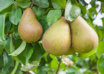 Closeup of tasty pears hanging on a tree ready for harvesting