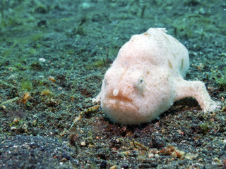 White Bougainville Frogfish, Lembeh Strait, Sulawesi.