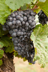 Weinstock mit roten Trauben