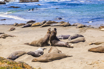 Sealions at the beach