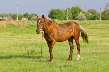Obraz premium beautiful brown horse on a pasture