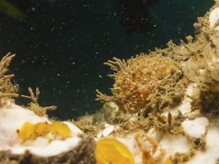 Hairy Frogfish Lembeh Strait, Sulawesi.