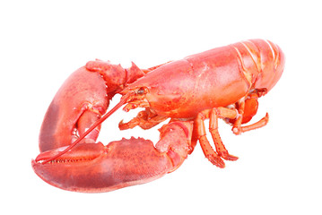 Lobster