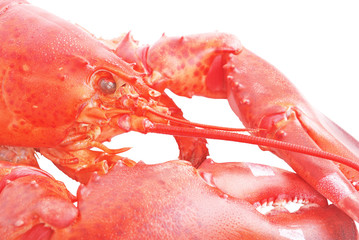 Lobster close up