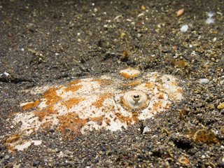 Stargazer fish buried in the sand at bottom of ocean.
