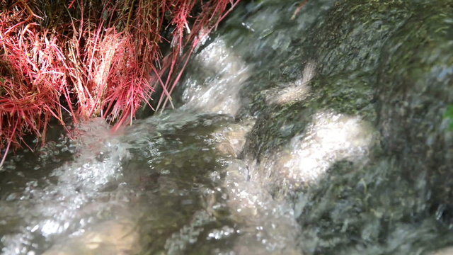 Red grass and mountain river