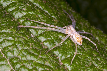 spider waiting on a leaf