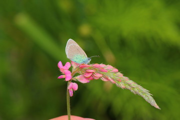 a butterfly