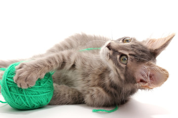 Small gray kitten play with yarn for knitting isolated on white
