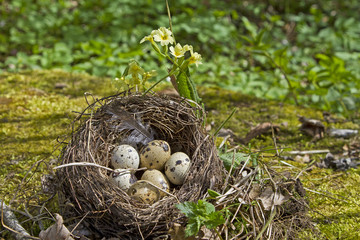 Vogelnest mit Eiern