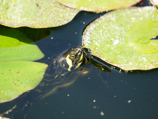 turtle