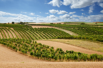 h&uuml;geliger Weinberg