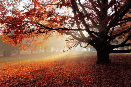 Alone tree in Autumn park.