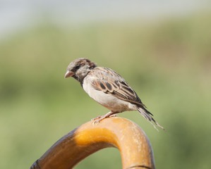 House sparrow perched on a chair