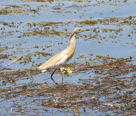 Squacco heron standing in shallow water