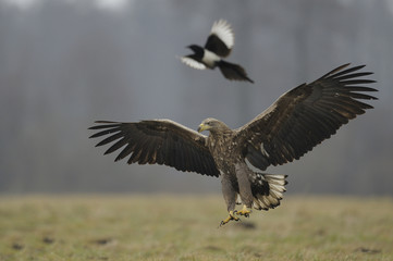 Obraz premium pygargue à queue blanche