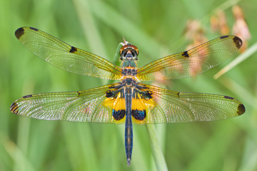 Close up of dragonfly