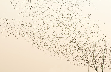 Common starling, Sturnus vulgaris