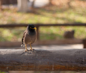 Starling bird on the nature