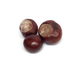 chestnut tree on a white background
