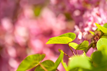 Judas Tree Flower And Leaves