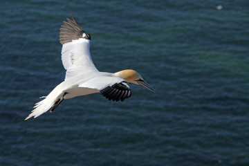 Basstölpel am Vogelfelsen auf Helgoland