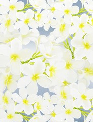 White Beauty Plumeria frangipanis on Blue Background