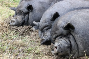 Drei schlafende Hängebauchschweine