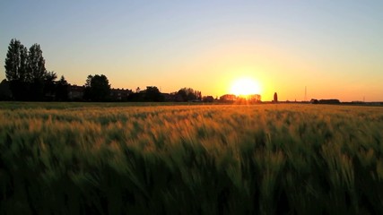 Moving field during sunset