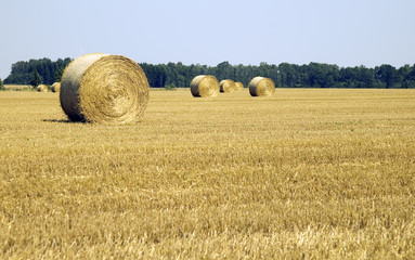Many haycocks in the field