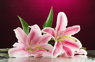 Obraz na płótnie Canvas beautiful lily, on pink background