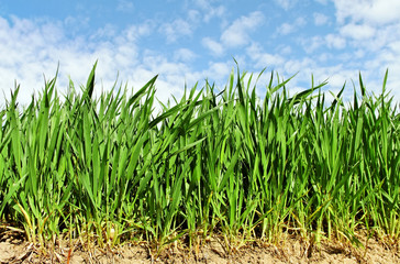 Natural growing wheat.