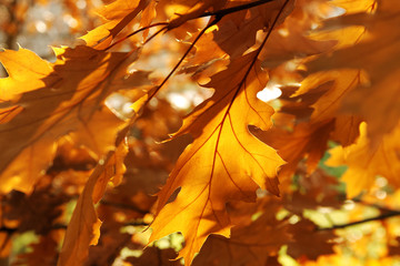 Maple tree.